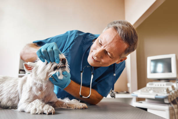 Best Emergency Dental Care for Trauma or Injury in Sterling City, TX